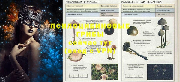 PSILOCYBIN Верея